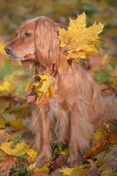 Roter englischer Spaniel auf herbstlichem Hintergrund — Stockfoto