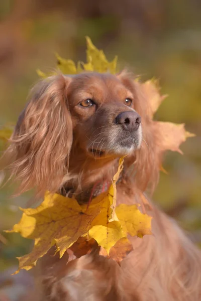 Rosso inglese spaniel su sfondo autunno — Foto Stock