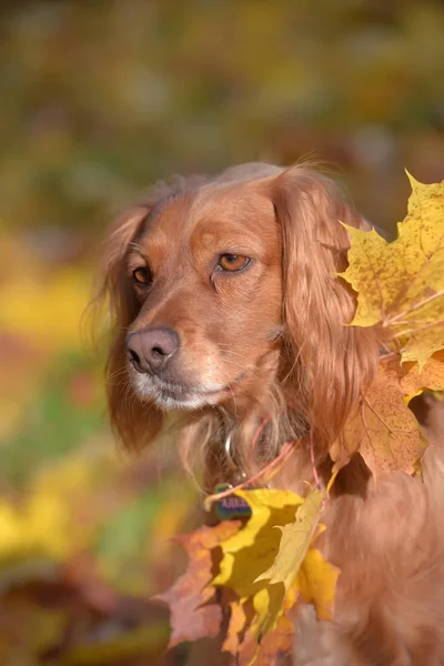 Rosso inglese spaniel su sfondo autunno — Foto Stock