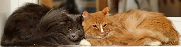Two fluffy cats together — Stock Photo, Image