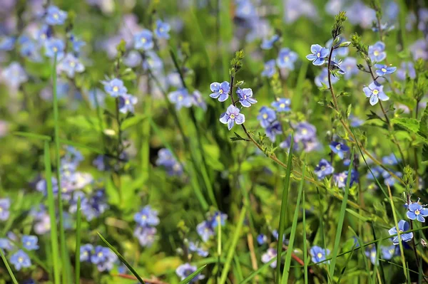 Pequenas flores azuis entre a grama — Fotografia de Stock