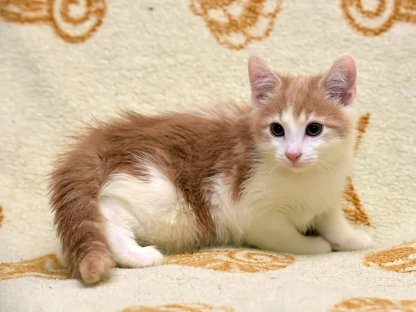 Sevimli kırmızı yavru kedi arıyorum — Stok fotoğraf