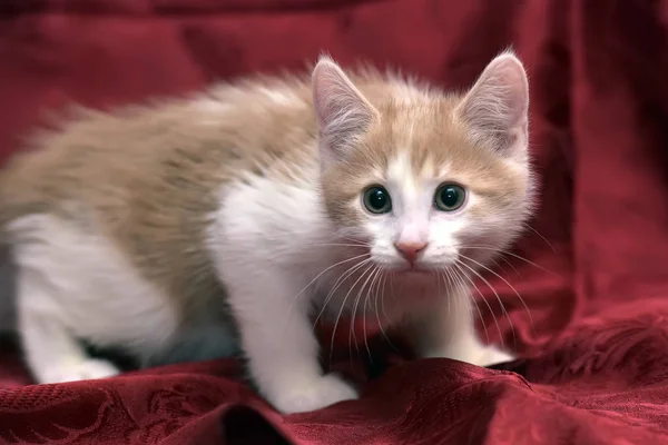 Красный с белым симпатичным пушистым котенком на красном фоне — стоковое фото