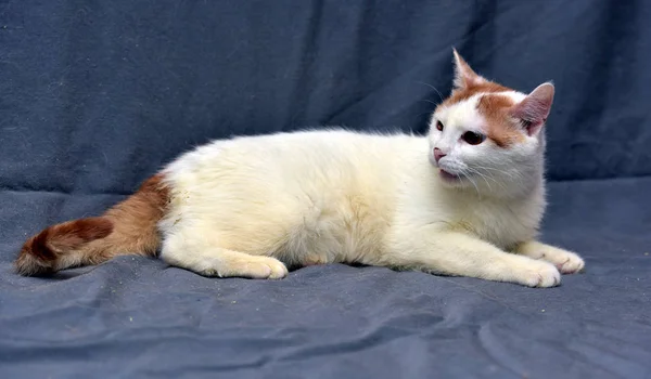Kırmızı kulakları ve kuyruk kısa saçlı kedi ile beyaz — Stok fotoğraf