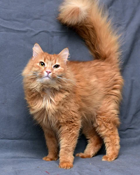 Gato peludo rojo sobre un fondo gris — Foto de Stock