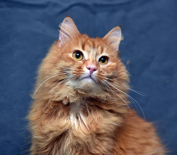 Красный пушистый кот на сером фоне — стоковое фото
