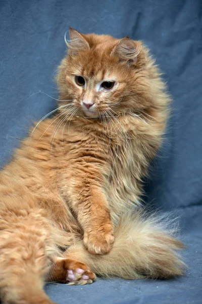 Red fluffy cat on a gray background — Stock Photo, Image