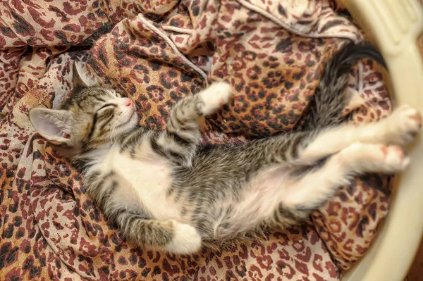 Engraçado listrado gatinho dormindo barriga para cima — Fotografia de Stock