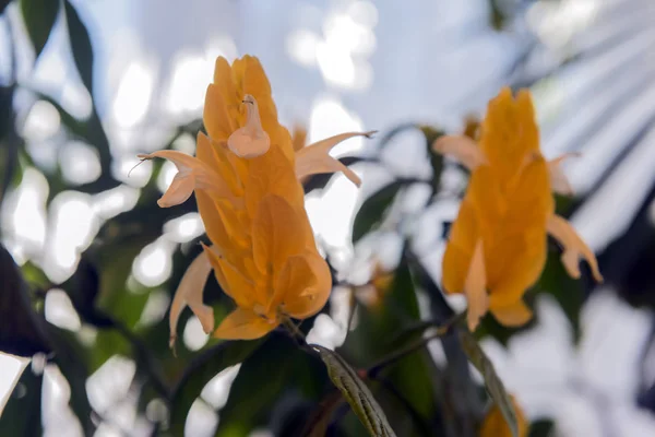 Golden garnéla növény. szép virága — Stock Fotó