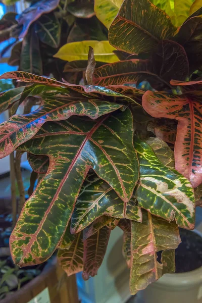 Pictum van de Codiaeum — Stockfoto