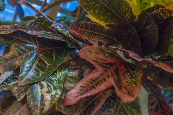 Codiaeum variegatum pictum — Photo