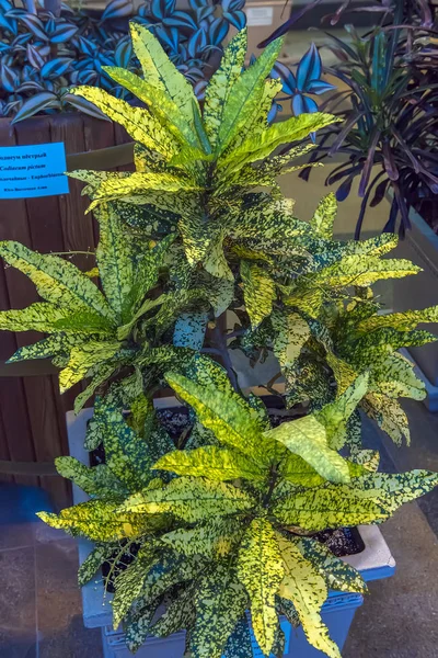 Codiaeum variegatum pictum — Stockfoto