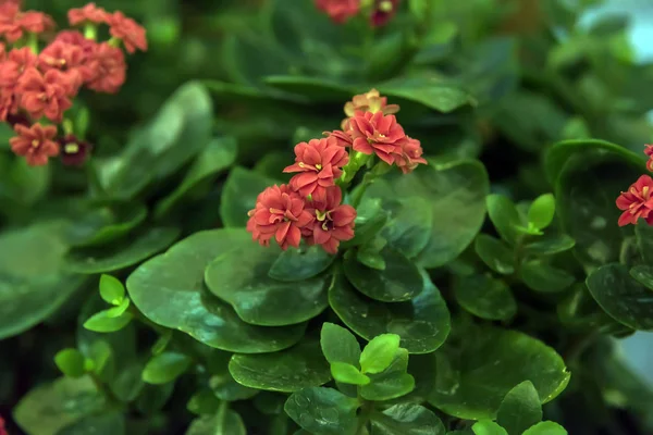 Lindo y fácil de cuidar, kalanchoe es una suculenta con g grande —  Fotos de Stock