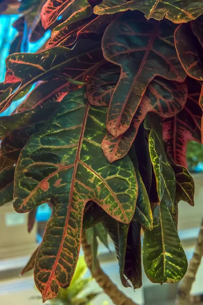 Codiaeum variegatum pictum — Stok fotoğraf