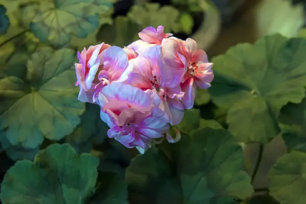 연어 핑크 펠라고늄 꽃 클로즈업. — 스톡 사진