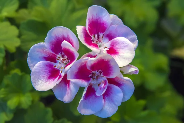 Lax rosa Pelargonium blommor närbild. — Stockfoto