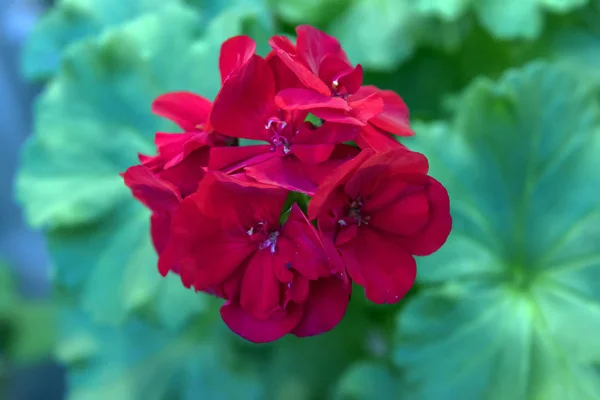 Lachsrosa Pelargonien blühen in Großaufnahme. — Stockfoto