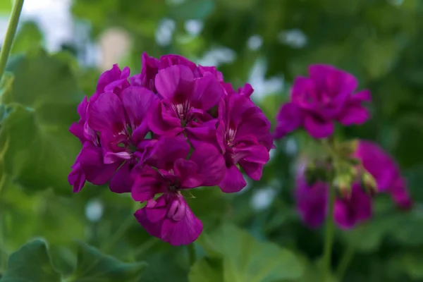 Lax rosa Pelargonium blommor närbild. — Stockfoto