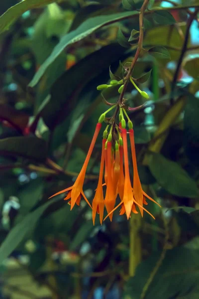 Grupo de flores de fúcsia triphylla — Fotografia de Stock