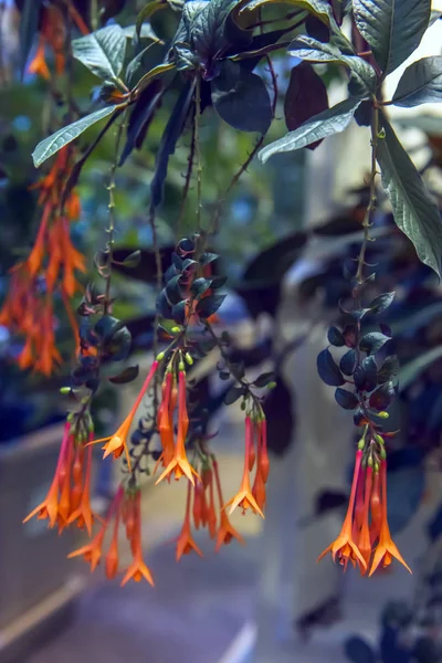 Grupo de flores de fúcsia triphylla — Fotografia de Stock