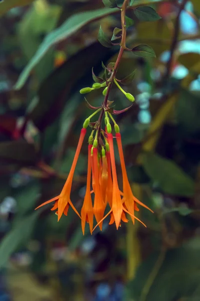 Grupo de flores de fúcsia triphylla — Fotografia de Stock