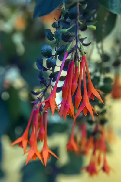 Fukszia triphylla virág klaszter — Stock Fotó