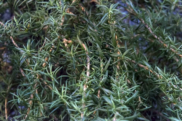 Rosemary plant on the blue sky background, — Stock Photo, Image