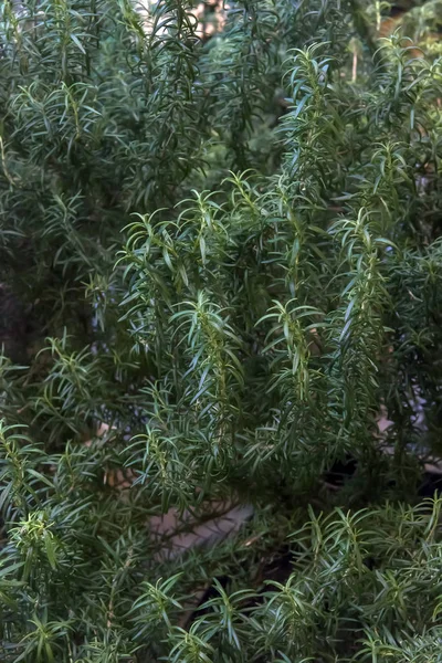 Roślina Rosemary na tle błękitnego nieba, — Zdjęcie stockowe