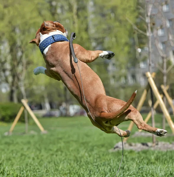 American Staffordshire Terrier jumping — Stock Photo, Image