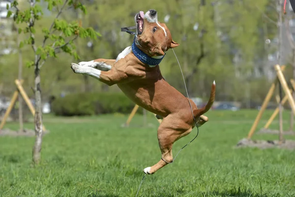 American staffordshire terrier saltando — Foto Stock