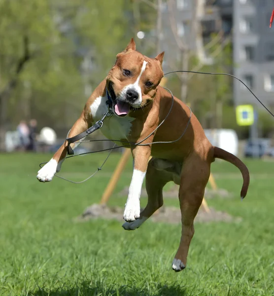 Αμερικανικό terrier staffordshire άλμα — Φωτογραφία Αρχείου