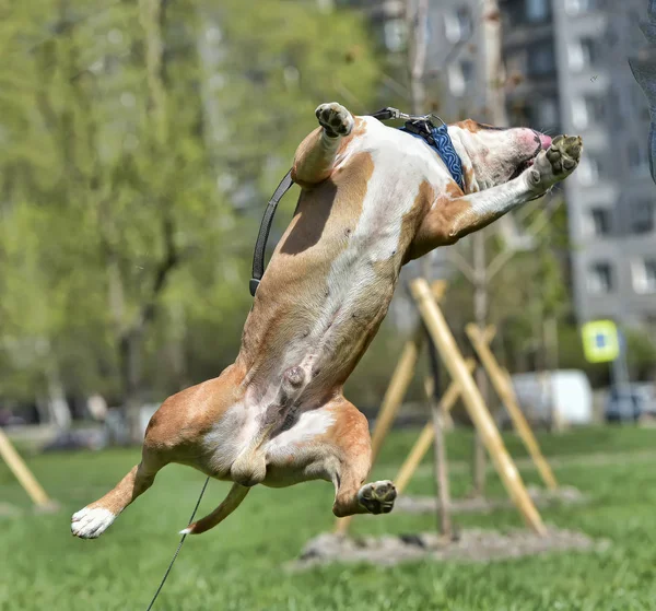 American Staffordshire Terrier jumping — Stock Photo, Image