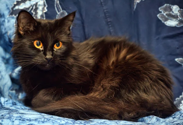 Черный пушистый кот с жёлтыми глазами — стоковое фото