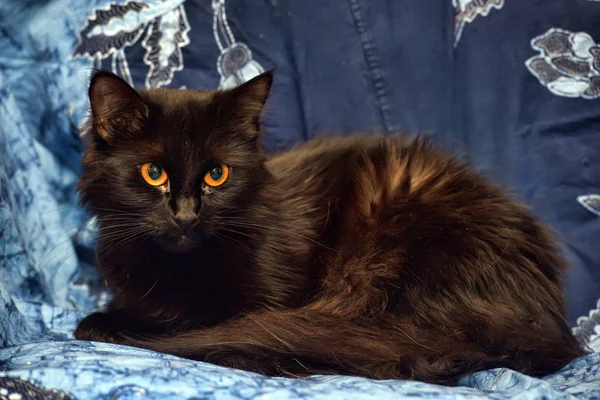 Black fluffy cat with yellow eyes — Stock Photo, Image