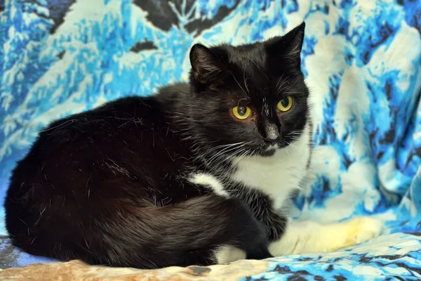 Černá s bílou kočkou na modrém pozadí — Stock fotografie