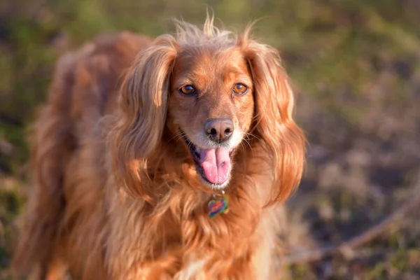 Piękne puszyste angielski spaniel — Zdjęcie stockowe