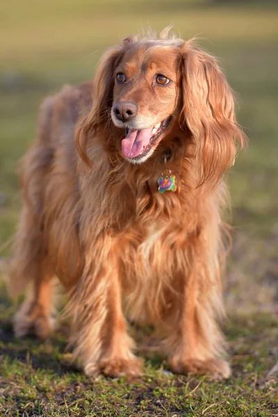 Hermoso esponjoso inglés spaniel — Foto de Stock