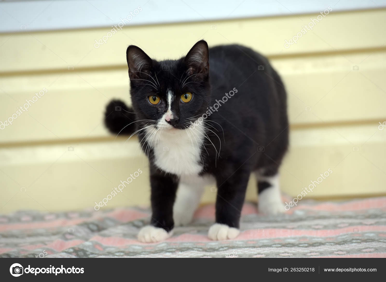 Noir Avec Chat Mignon Blanc Image Libre De Droit Par Evdoha C Noir Avec Chat Mignon Blanc Image Libre De Droit Par Evdoha C