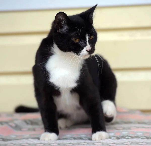 Zwart met witte schattige kat — Stockfoto