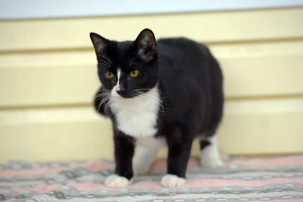 Preto com branco bonito gato — Fotografia de Stock