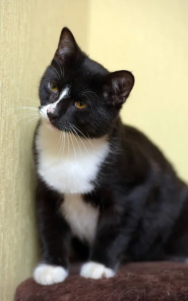 Joven negro con blanco lindo gato — Foto de Stock