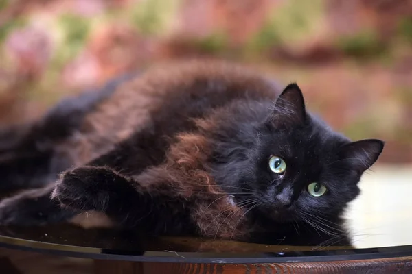 Hermoso mullido negro gato es acostado en un vidrio mesa —  Fotos de Stock