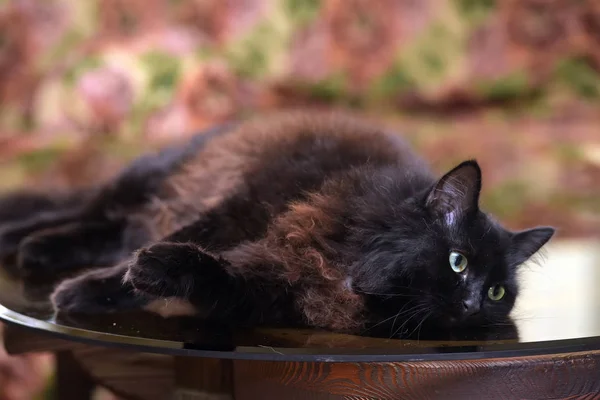 Beautiful fluffy black cat is lying on a glass table — Stock Photo, Image