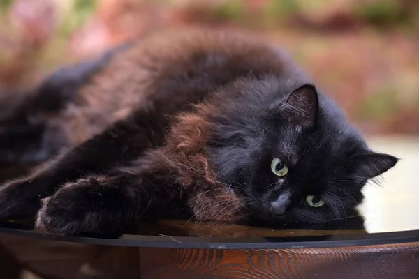 Hermoso mullido negro gato es acostado en un vidrio mesa —  Fotos de Stock