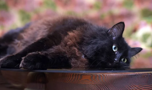 Hermoso mullido negro gato es acostado en un vidrio mesa —  Fotos de Stock