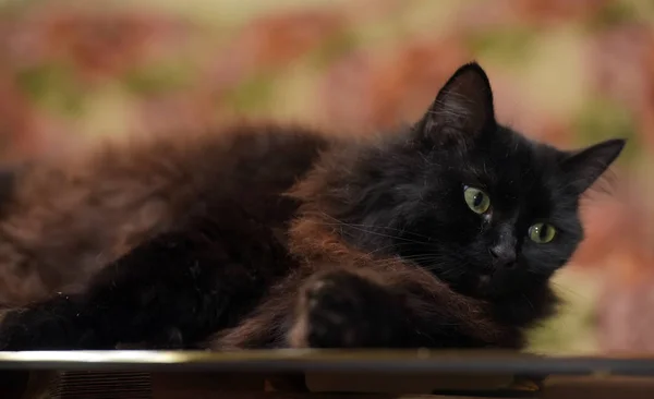 Hermoso mullido negro gato es acostado en un vidrio mesa —  Fotos de Stock