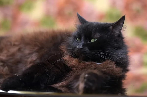 Красивая пушистая черная кошка лежит на стеклянном столе — стоковое фото