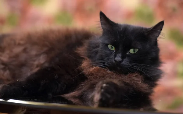 Hermoso mullido negro gato es acostado en un vidrio mesa —  Fotos de Stock