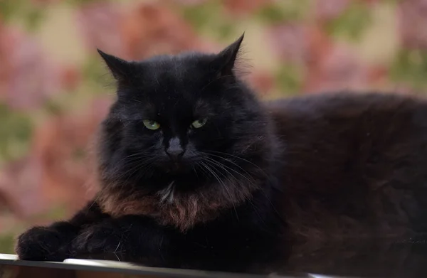 Hermoso mullido negro gato es acostado en un vidrio mesa —  Fotos de Stock