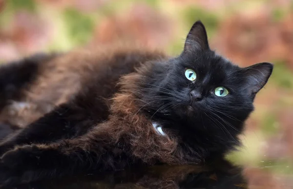Красивая пушистая черная кошка лежит на стеклянном столе — стоковое фото